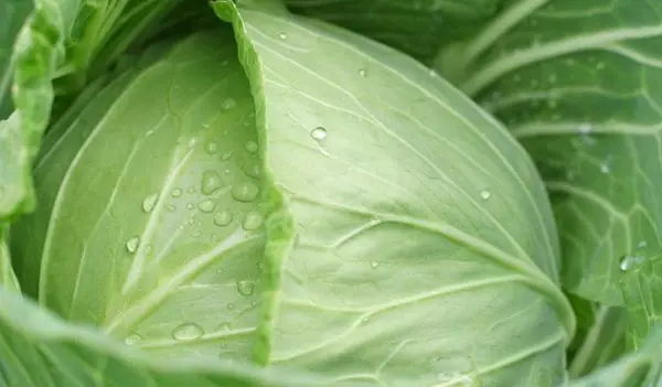 The best varieties of cabbage for storage, salting and timing