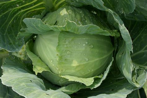 The best varieties of cabbage for storage, salting and timing