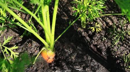 The best varieties of carrots