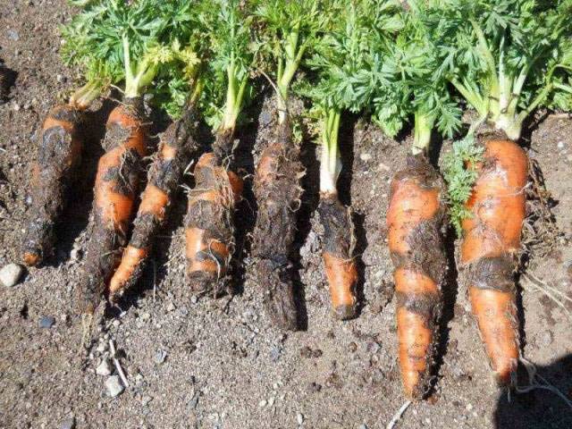 The best varieties of carrots