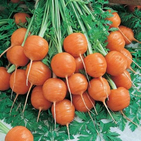 The best varieties of carrots