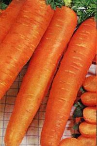 The best varieties of carrots