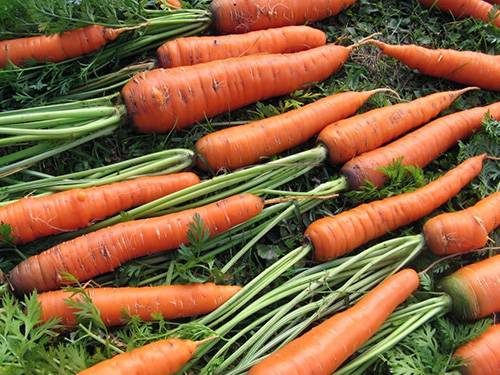 The best varieties of carrots