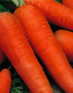 The best varieties of carrots