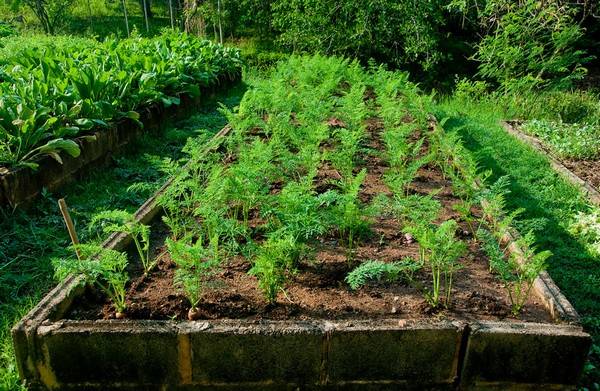 The best varieties of carrots