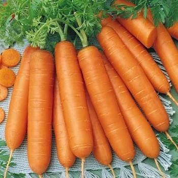 The best varieties of carrots: characteristics and zoning