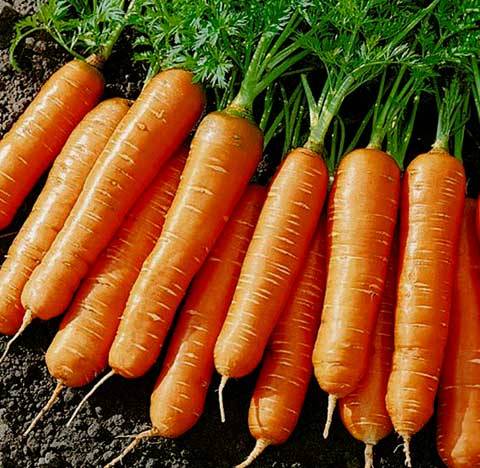 The best varieties of carrots: characteristics and zoning