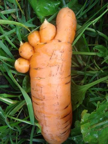 The best varieties of carrots: characteristics and zoning