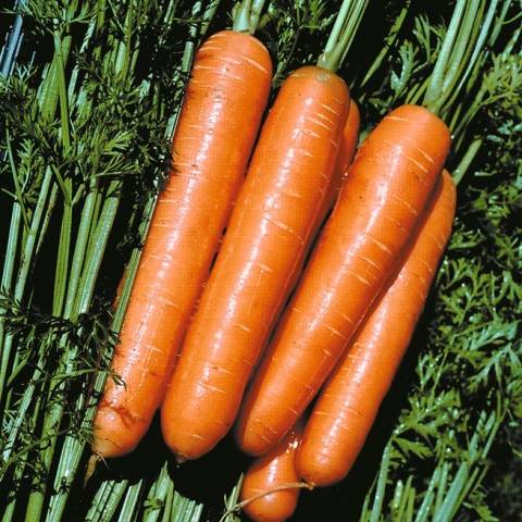 The best varieties of carrots: characteristics and zoning