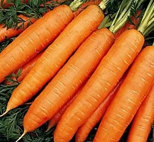 The best varieties of carrots for juice - description and photo