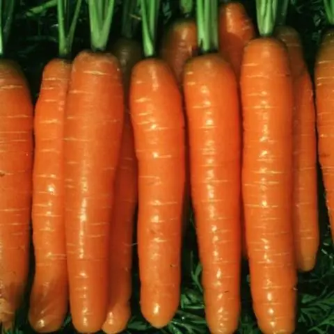 The best varieties of carrots for juice - description and photo