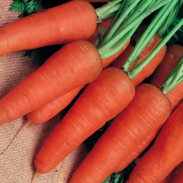 The best varieties of carrots for juice - description and photo