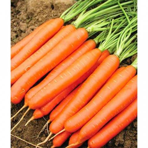 The best varieties of carrots for juice - description and photo