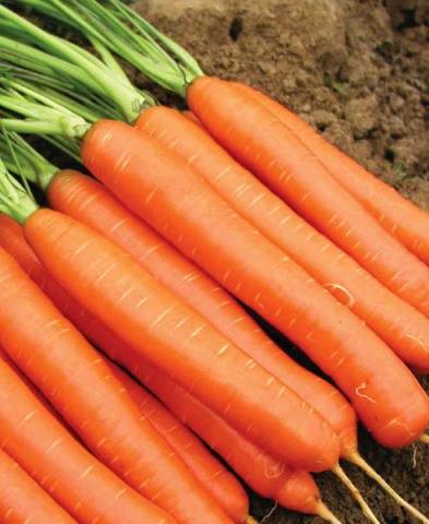 The best varieties of carrots for juice - description and photo