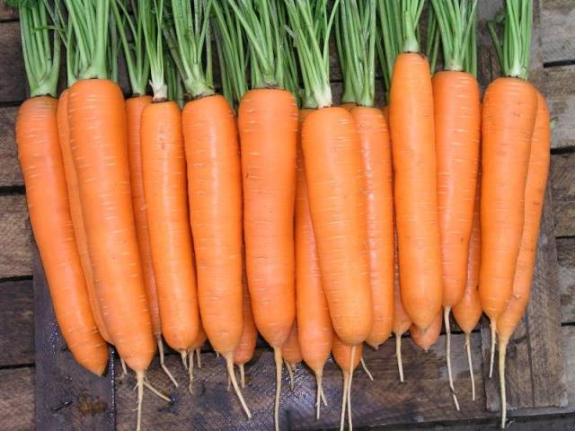 The best varieties of carrots for juice - description and photo