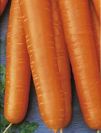 The best varieties of carrots for juice - description and photo