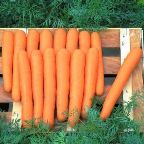 The best varieties of carrots for juice - description and photo