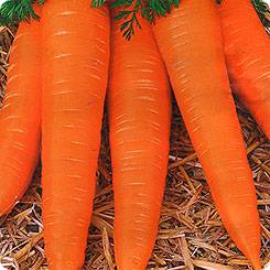 The best varieties of carrots for juice - description and photo