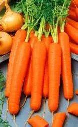 The best varieties of carrots for juice - description and photo