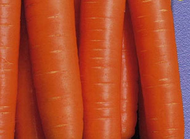 The best varieties of carrots for juice - description and photo