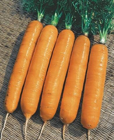 The best varieties of carrots for open ground