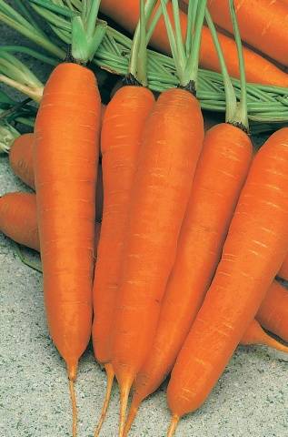 The best varieties of carrots for open ground