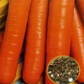 The best varieties of carrots for open ground