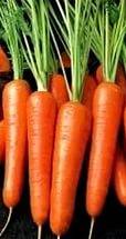 The best varieties of carrots for open ground