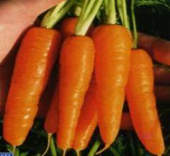 The best varieties of carrots for open ground