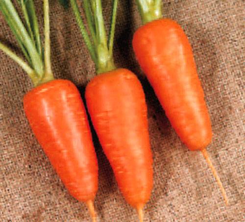 The best varieties of carrots for open ground