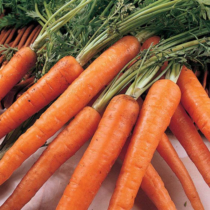 The best varieties of carrots for open ground: how to choose for planting