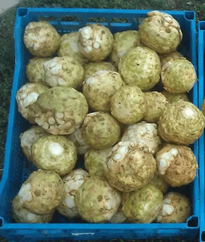 The best varieties of celery root