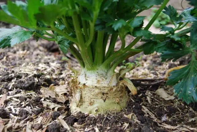 The best varieties of celery root