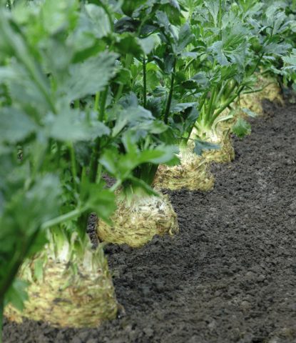 The best varieties of celery root