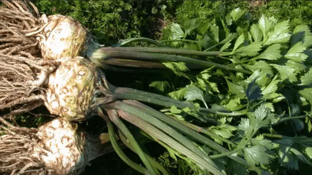 The best varieties of celery root