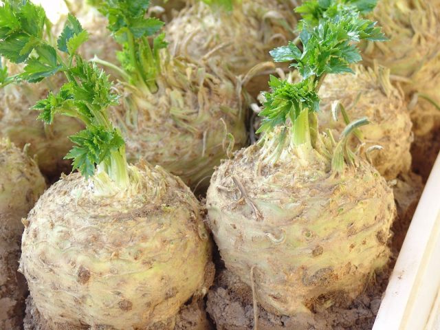 The best varieties of celery root