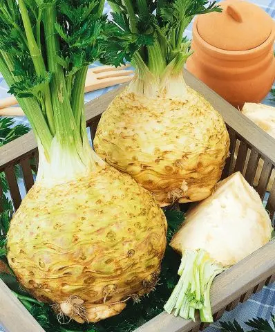 The best varieties of celery root