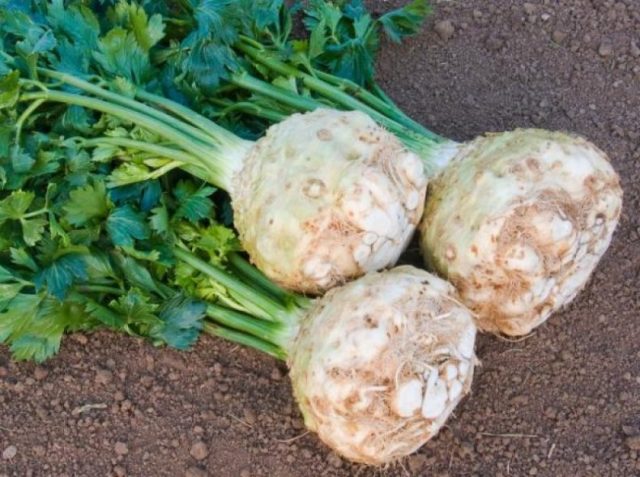 The best varieties of celery root