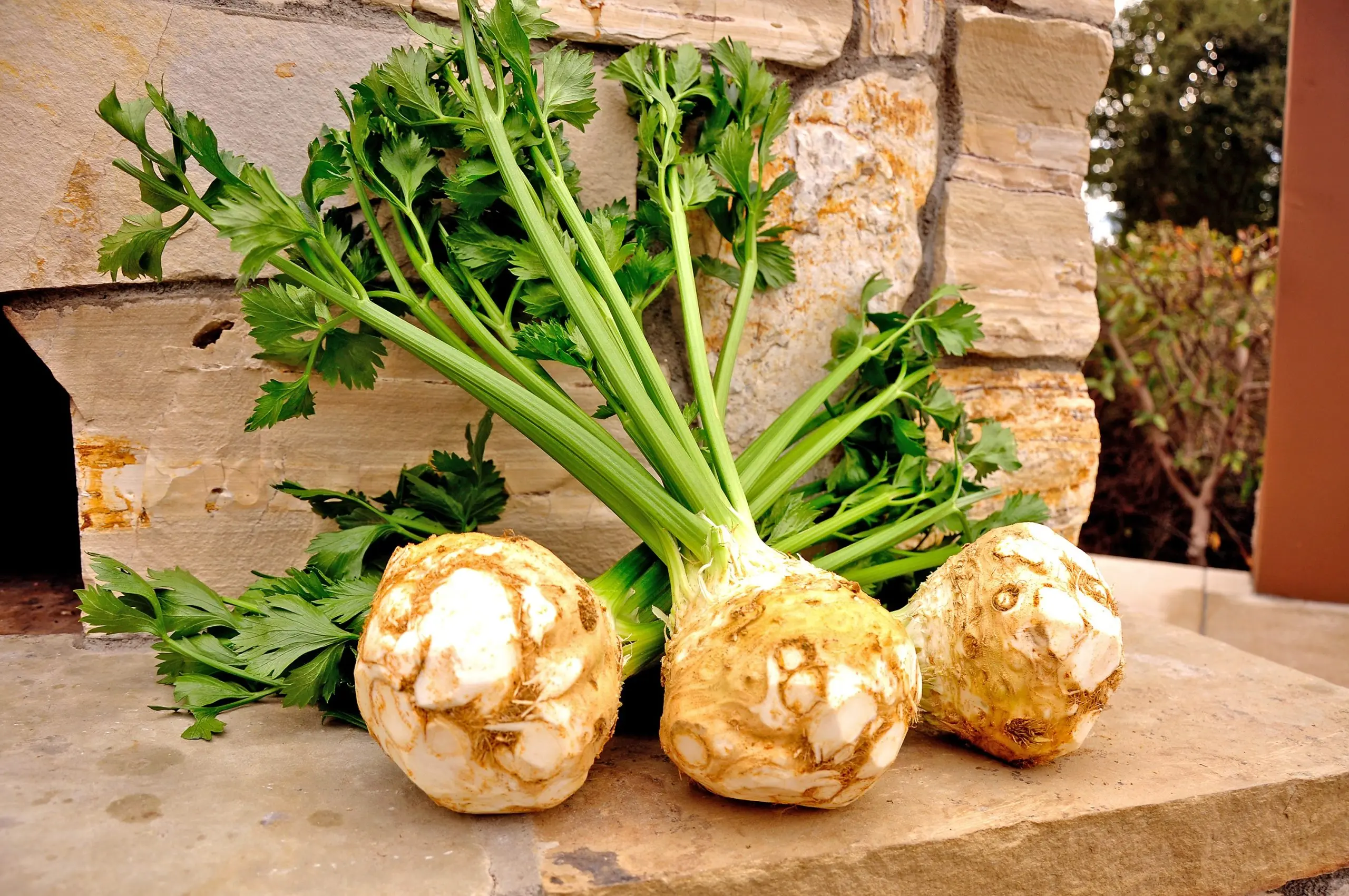 The best varieties of celery root