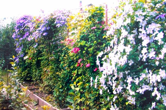 The best varieties of clematis for Siberia