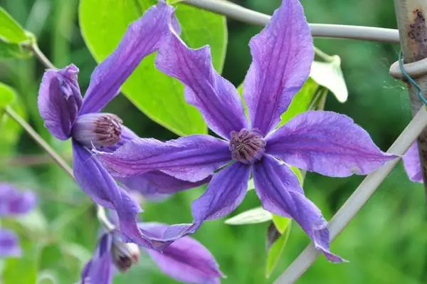 The best varieties of clematis for Siberia