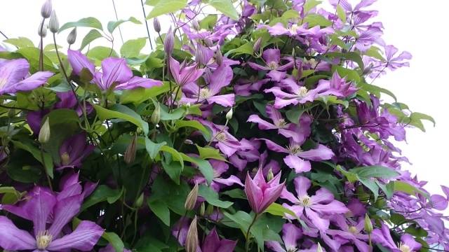 The best varieties of clematis for Siberia