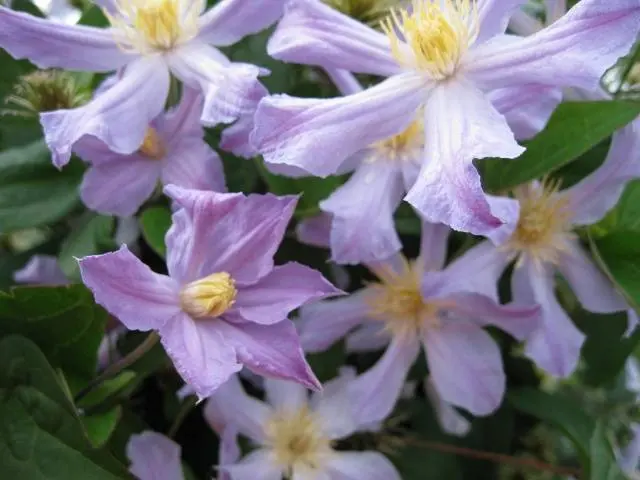 The best varieties of clematis for Siberia