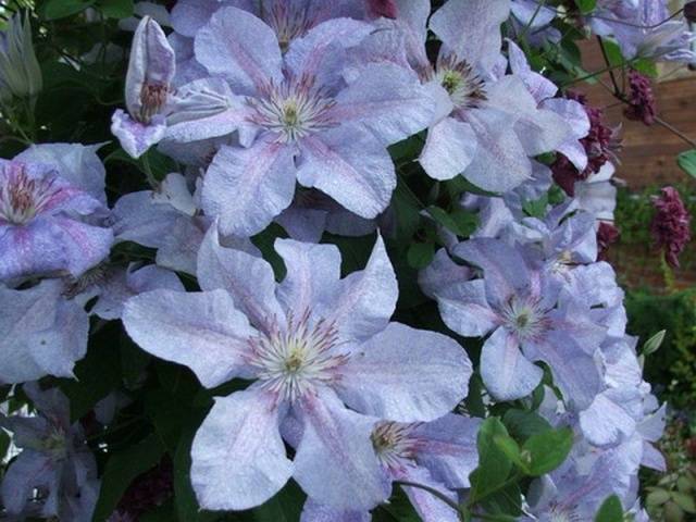 The best varieties of clematis for Siberia