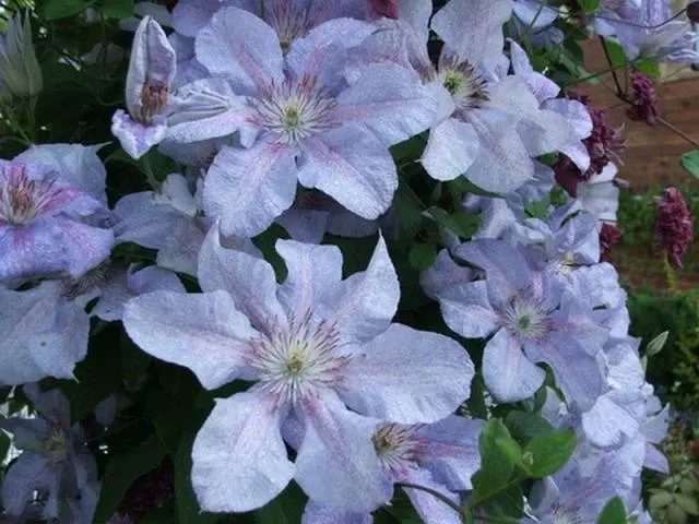 The best varieties of clematis for Siberia