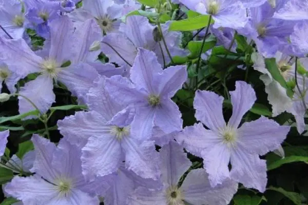 The best varieties of clematis for Siberia