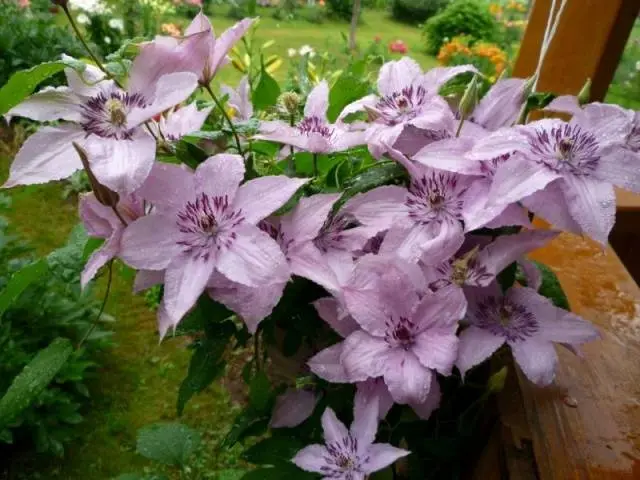 The best varieties of clematis for Siberia