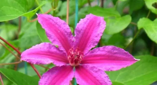 The best varieties of clematis for Siberia