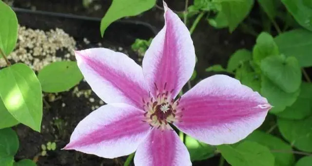 The best varieties of clematis for Siberia