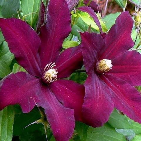 The best varieties of clematis for Siberia